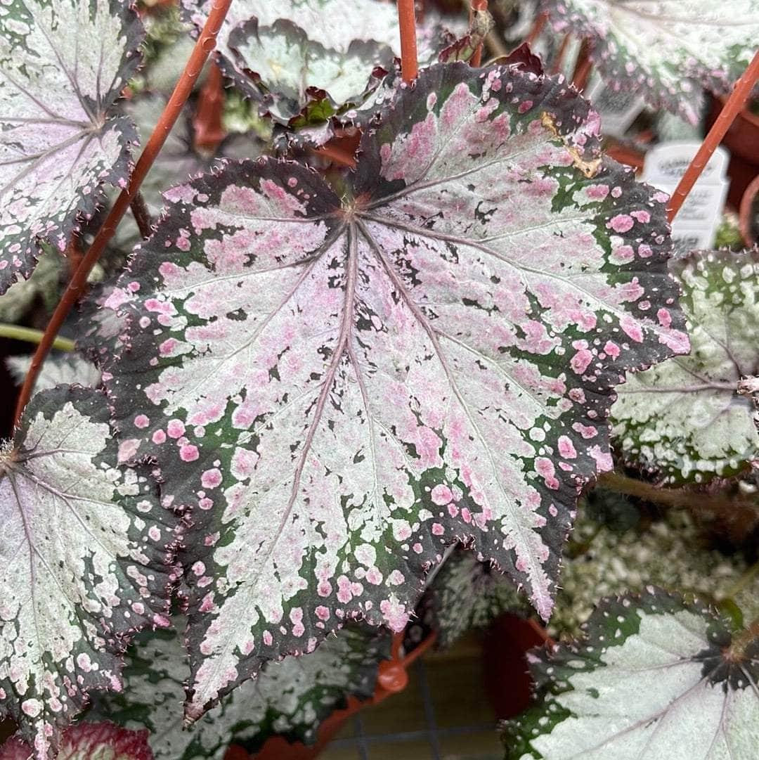 Begonia Rex Jurassic Dino Polka Dot - View 3 from www redcrocus com