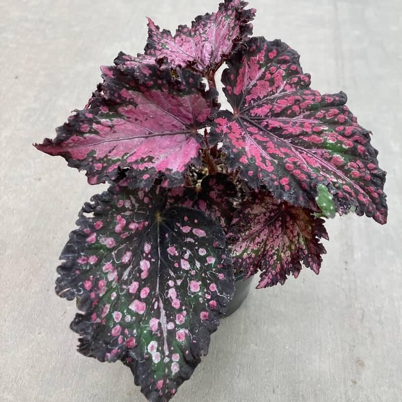 Begonia Rex Jurassic Dino Polka Dot - View 4 from www redcrocus com