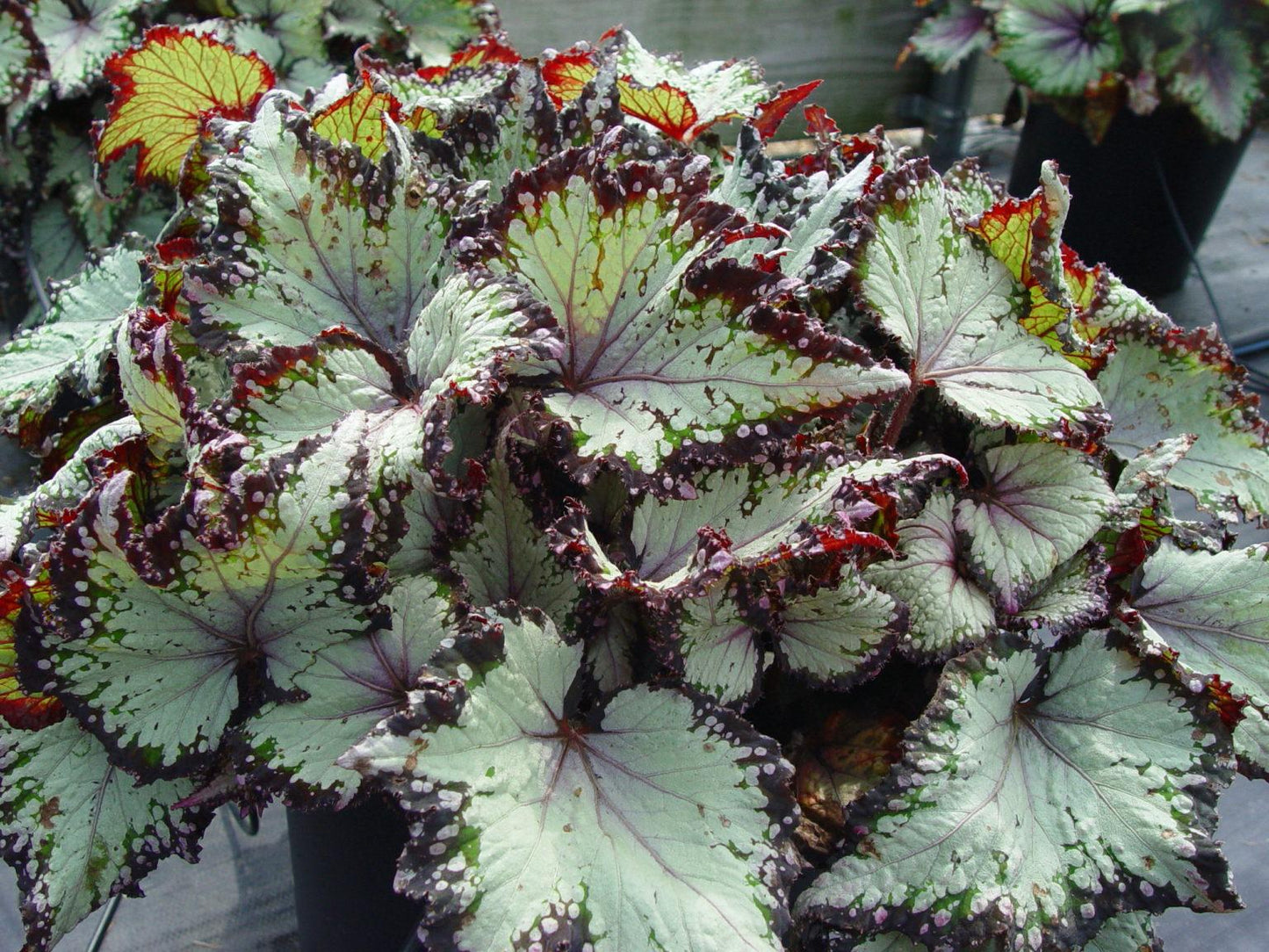 Begonia Rex Jurassic Dino Polka Dot - View 5 from www redcrocus com