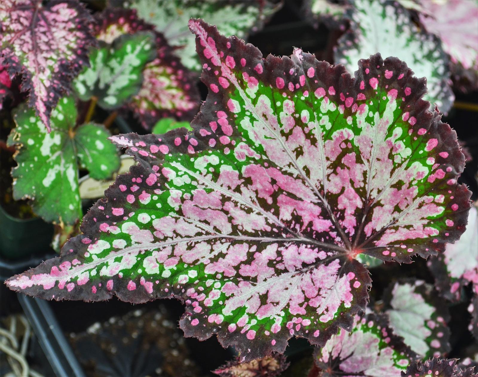 Begonia Rex Jurassic Dino Polka Dot - View 6 from www redcrocus com