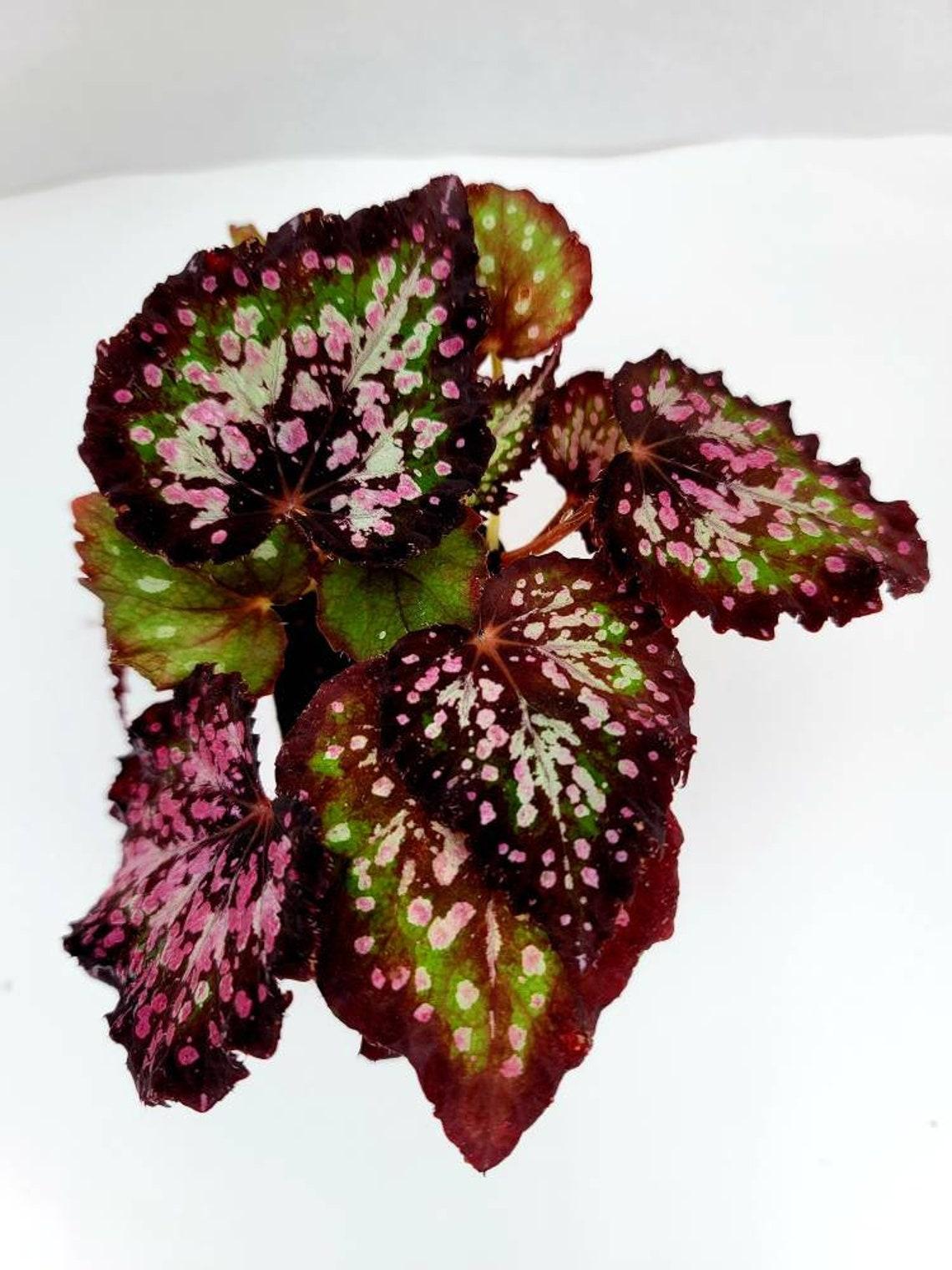 Begonia Rex Jurassic Dino Polka Dot - View 7 from www redcrocus com