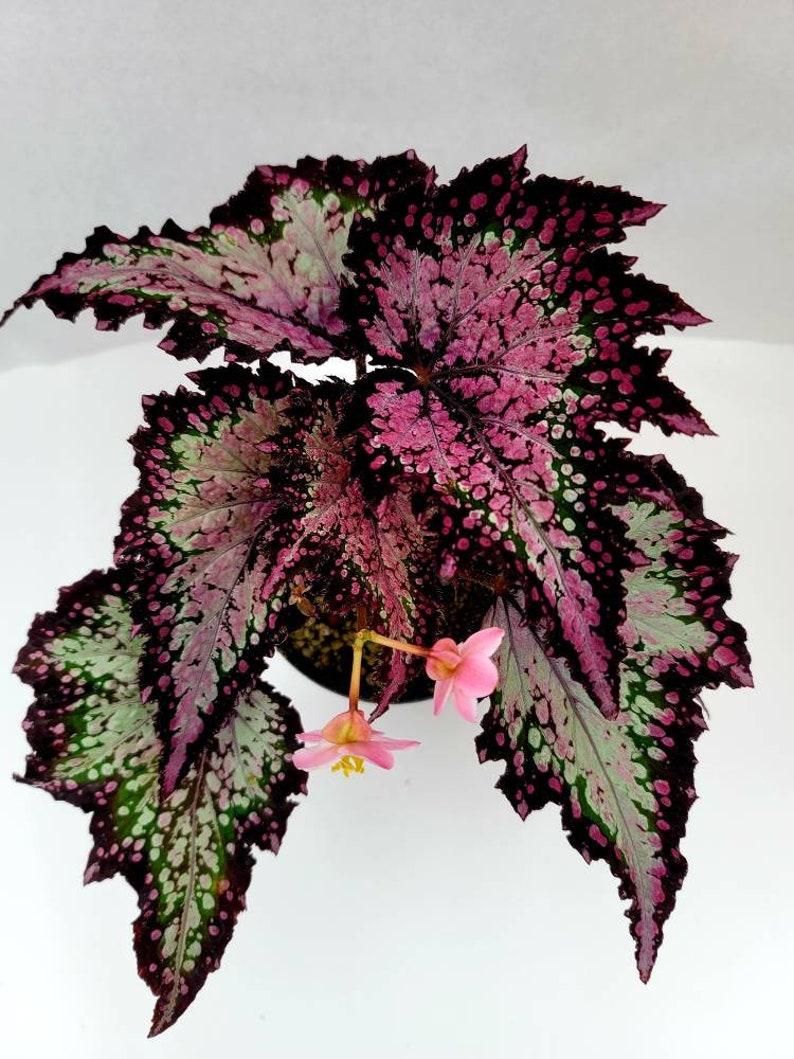 Begonia Rex Jurassic Dino Polka Dot - View 8 from www redcrocus com