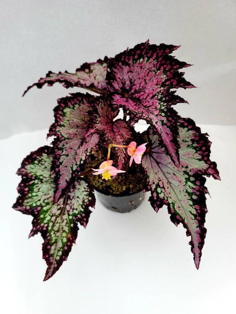 Begonia Rex Jurassic Dino Polka Dot - View 9 from www redcrocus com