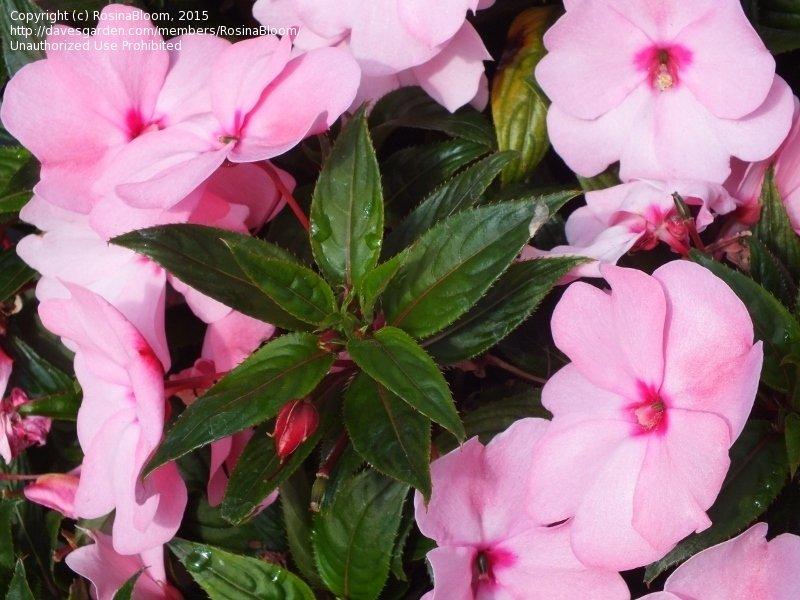 Impatiens Sunpatiens Compact Blush Pink - View 12 from www redcrocus com