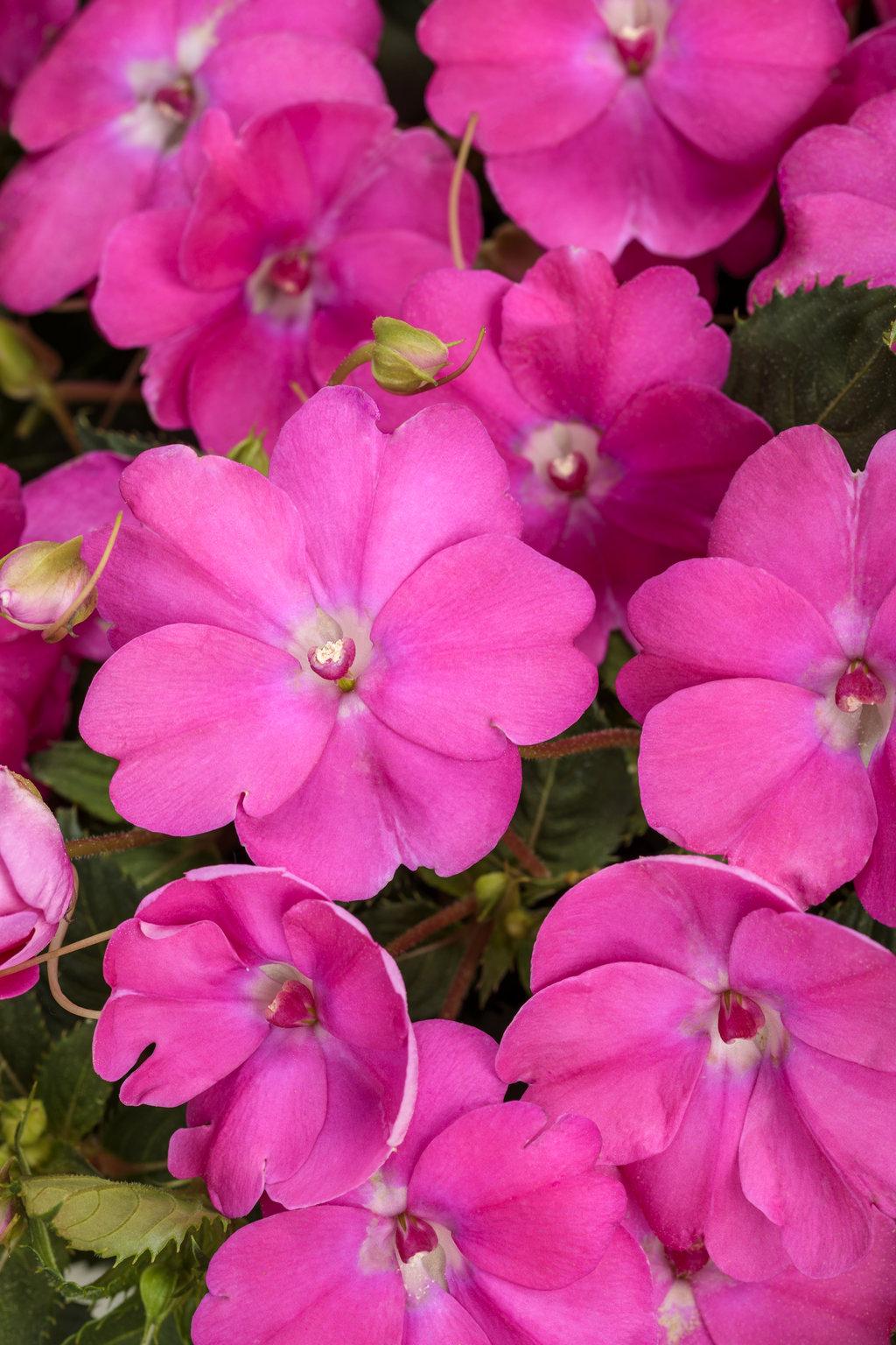 Impatiens Sunpatiens Compact Blush Pink - View 13 from www redcrocus com