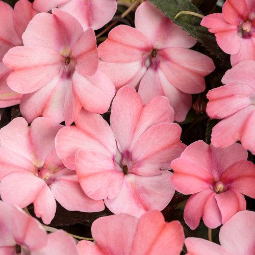 Impatiens Sunpatiens Compact Blush Pink - View 4 from www redcrocus com