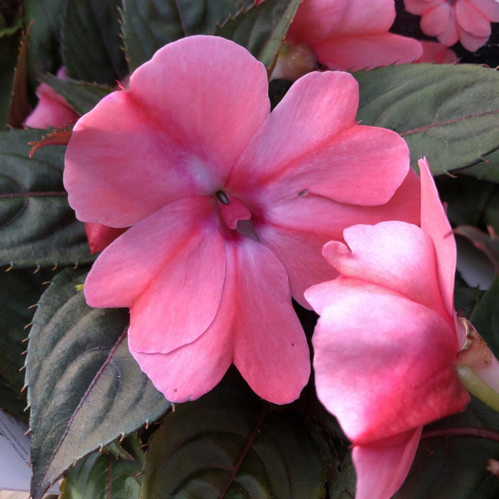 Impatiens Sunpatiens Compact Blush Pink - View 5 from www redcrocus com