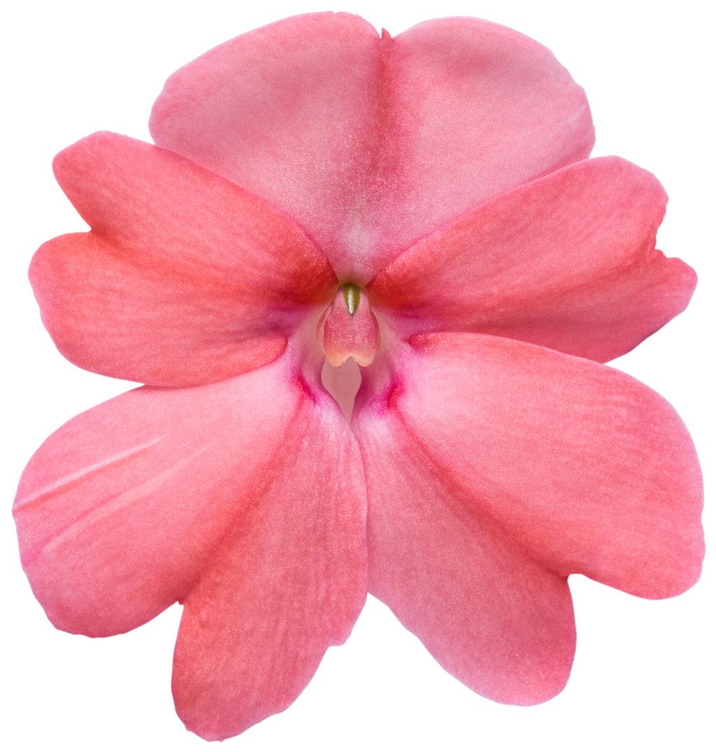 Impatiens Sunpatiens Compact Blush Pink - View 6 from www redcrocus com