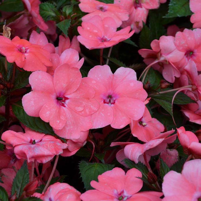 Impatiens Sunpatiens Compact Coral Pink - View 10 from www redcrocus com