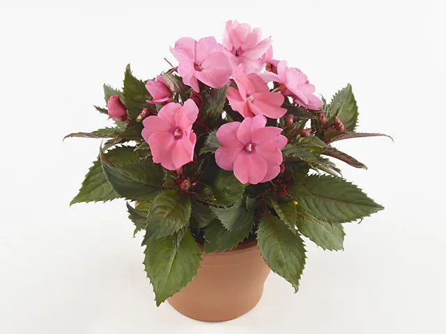 Impatiens Sunpatiens Compact Coral Pink - View 11 from www redcrocus com
