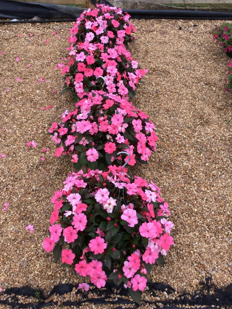 Impatiens Sunpatiens Compact Coral Pink - View 11 from www redcrocus com