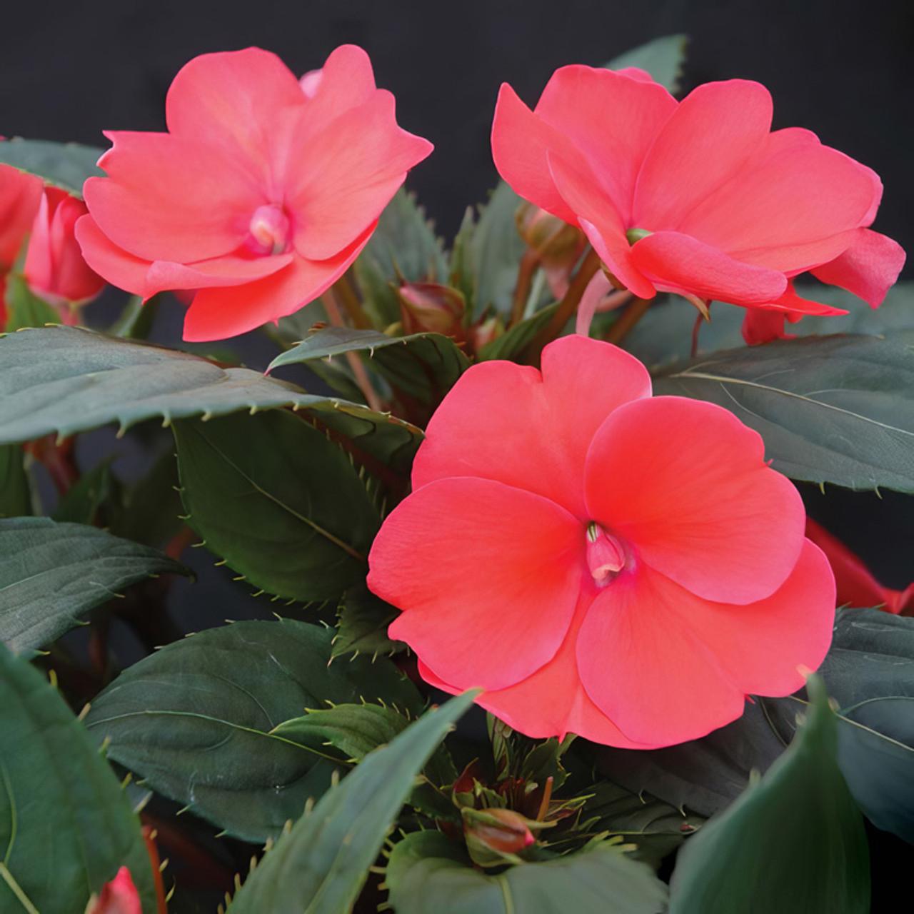 Impatiens Sunpatiens Compact Coral Pink - View 12 from www redcrocus com
