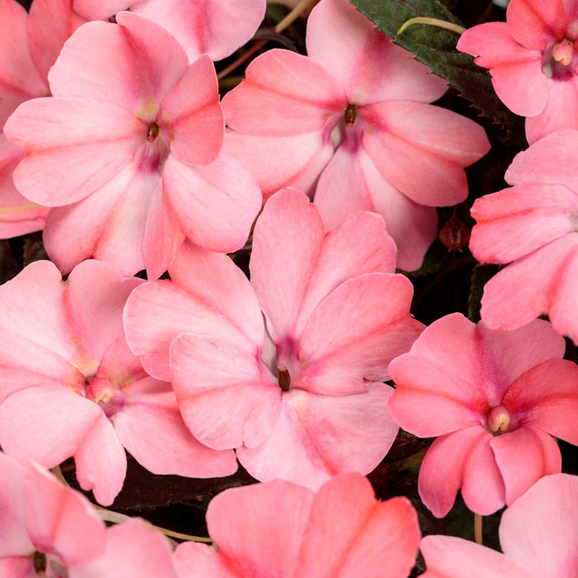 Impatiens Sunpatiens Compact Coral Pink - View 13 from www redcrocus com