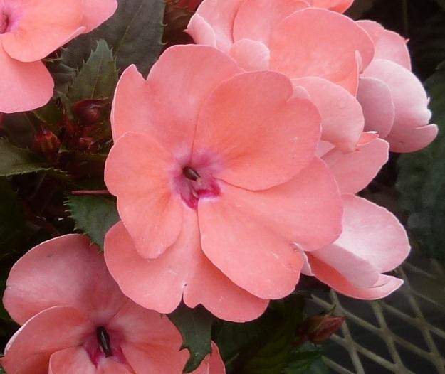Impatiens Sunpatiens Compact Coral Pink - View 14 from www redcrocus com