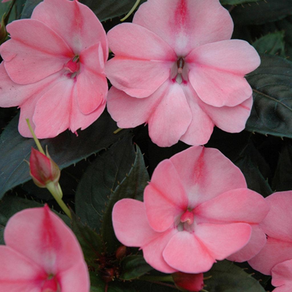 Impatiens Sunpatiens Compact Coral Pink - View 15 from www redcrocus com