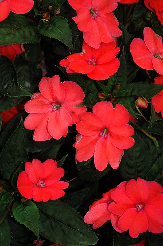 Impatiens Sunpatiens Compact Coral Pink - View 16 from www redcrocus com