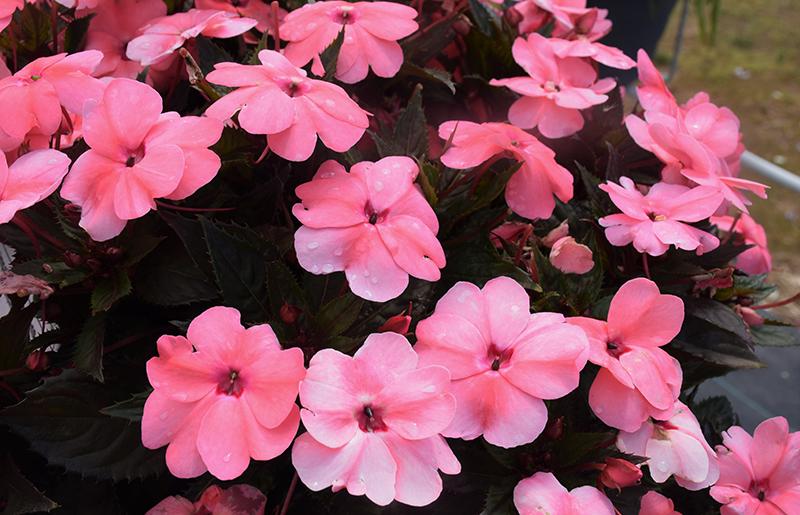 Impatiens Sunpatiens Compact Coral Pink - View 2 from www redcrocus com