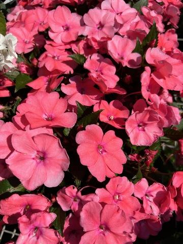 Impatiens Sunpatiens Compact Coral Pink - View 3 from www redcrocus com