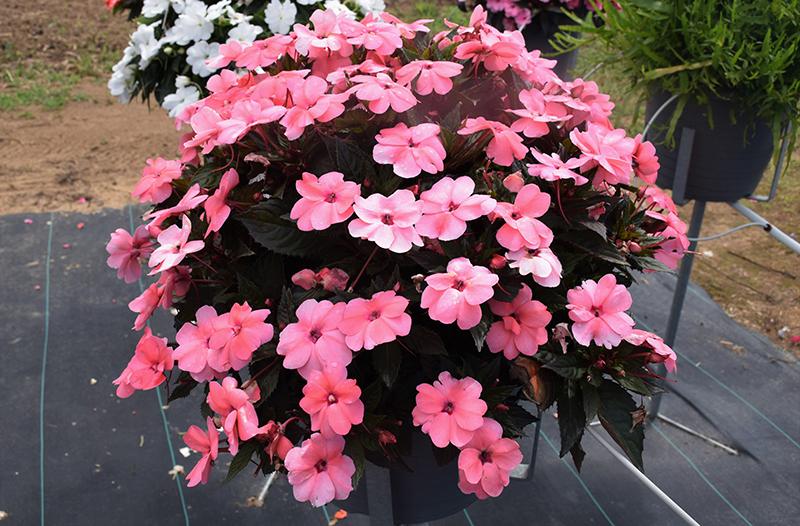 Impatiens Sunpatiens Compact Coral Pink - View 4 from www redcrocus com