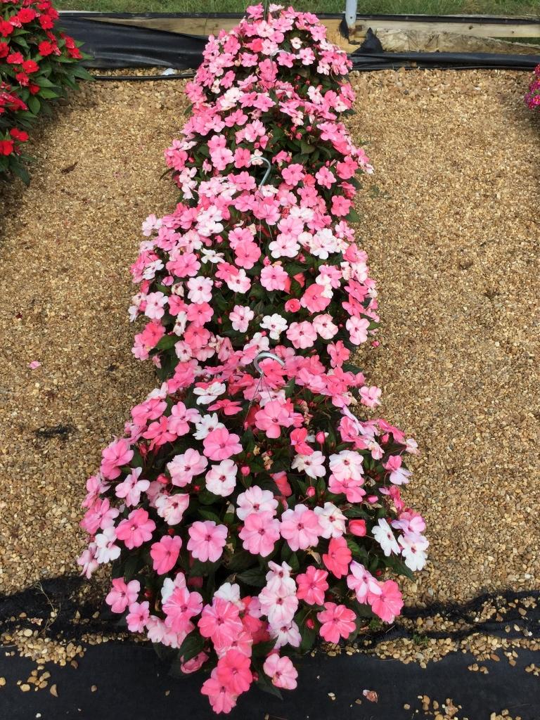 Impatiens Sunpatiens Compact Coral Pink - View 5 from www redcrocus com