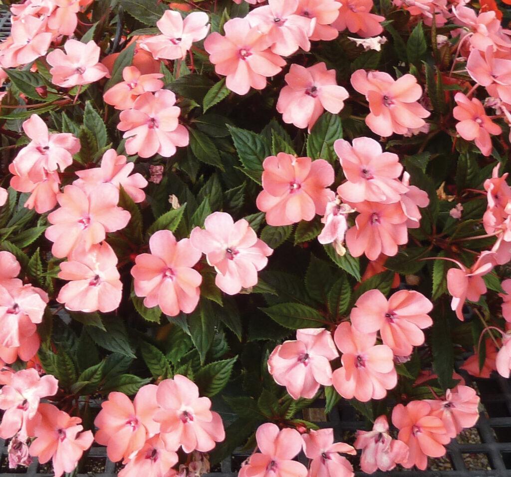 Impatiens Sunpatiens Compact Coral Pink - View 7 from www redcrocus com