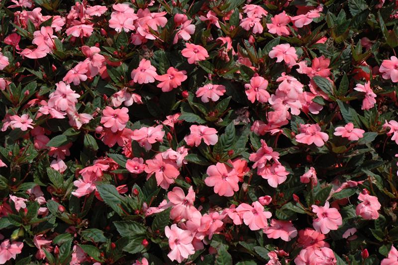 Impatiens Sunpatiens Compact Coral Pink - View 8 from www redcrocus com