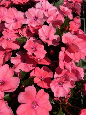 Impatiens Sunpatiens Compact Coral Pink - View 9 from www redcrocus com