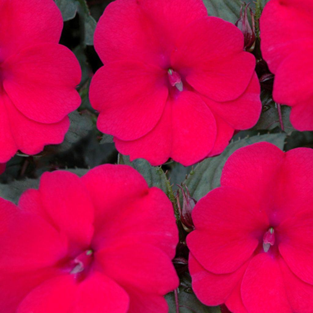 Impatiens Sunpatiens Compact Deep Rose - View 10 from www redcrocus com