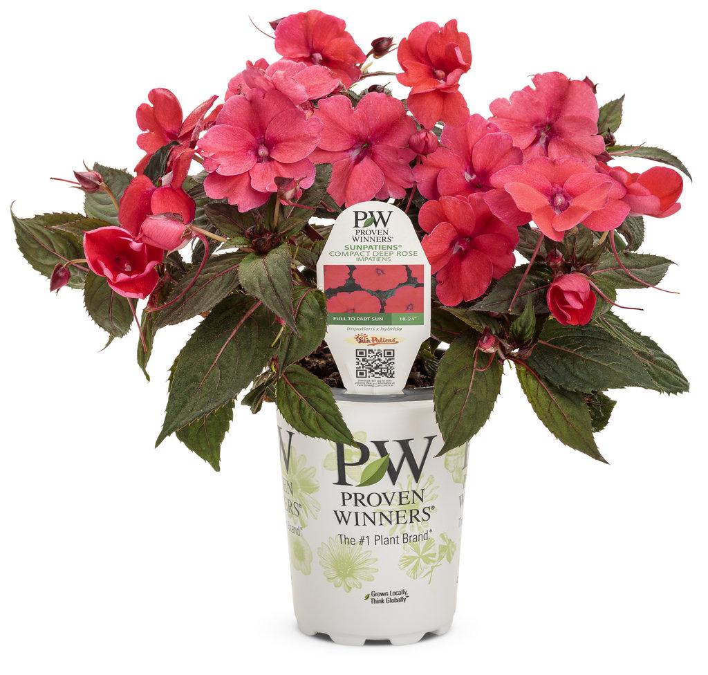 Impatiens Sunpatiens Compact Deep Rose - View 11 from www redcrocus com