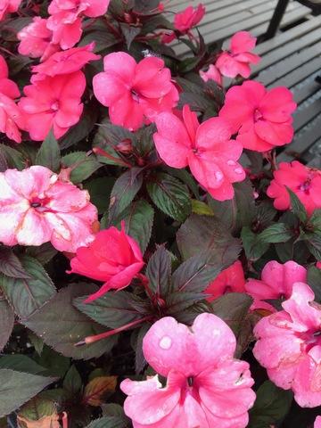 Impatiens Sunpatiens Compact Deep Rose - View 12 from www redcrocus com