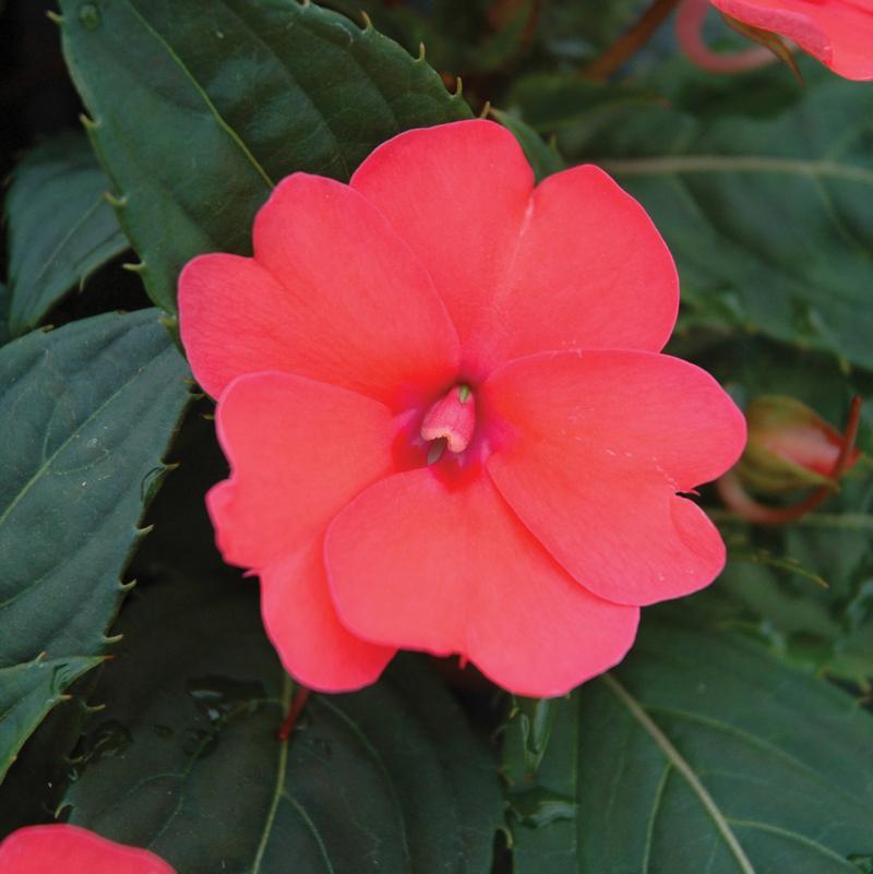 Impatiens Sunpatiens Compact Deep Rose - View 13 from www redcrocus com