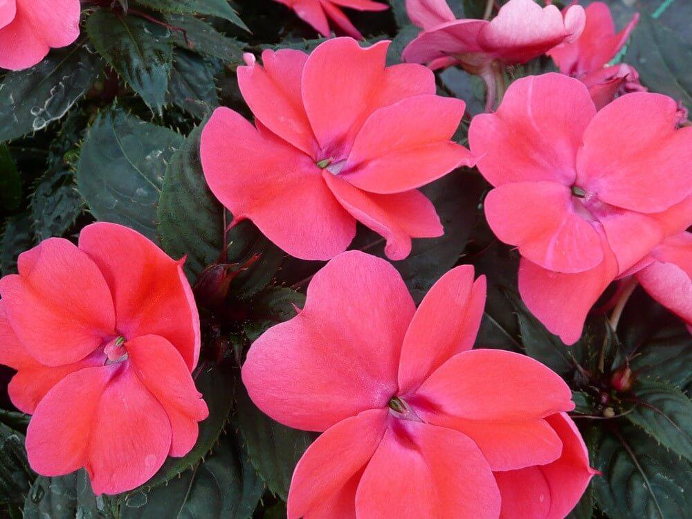 Impatiens Sunpatiens Compact Deep Rose - View 14 from www redcrocus com