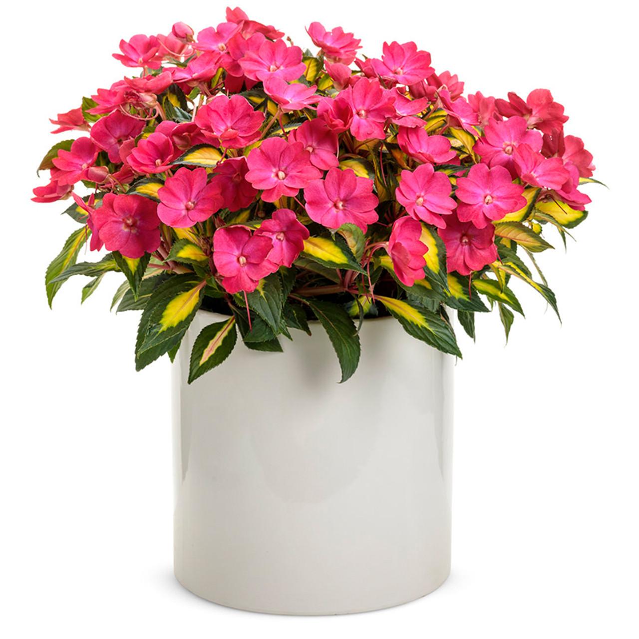Impatiens Sunpatiens Compact Deep Rose - View 15 from www redcrocus com