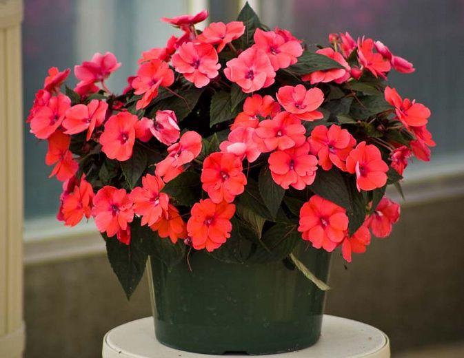 Impatiens Sunpatiens Compact Deep Rose - View 16 from www redcrocus com