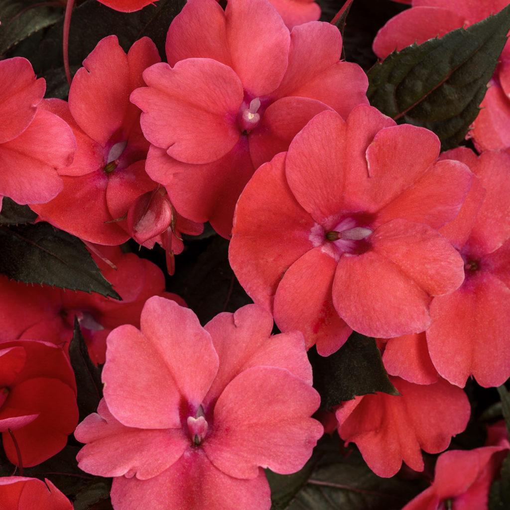 Impatiens Sunpatiens Compact Deep Rose - View 2 from www redcrocus com