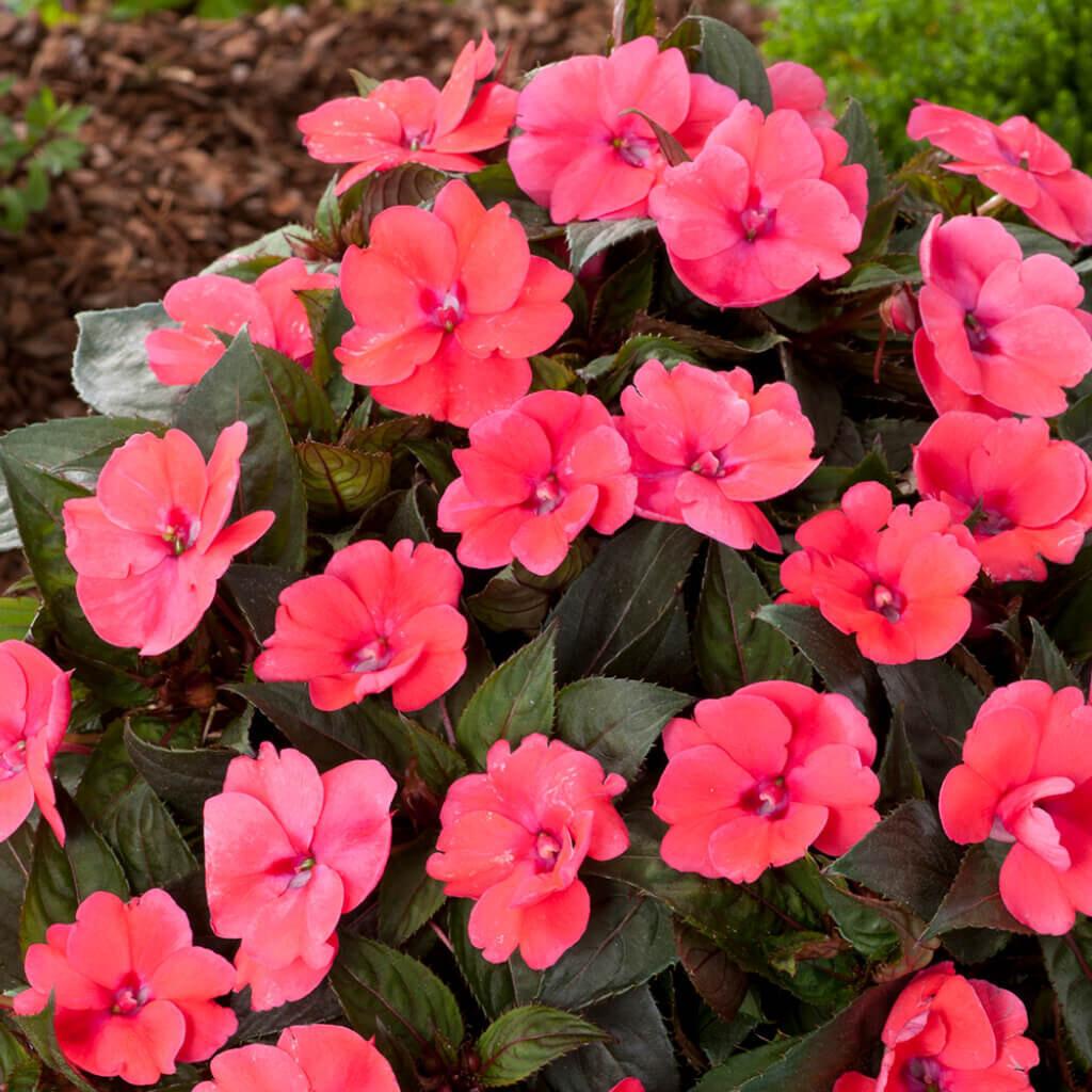 Impatiens Sunpatiens Compact Deep Rose - View 3 from www redcrocus com