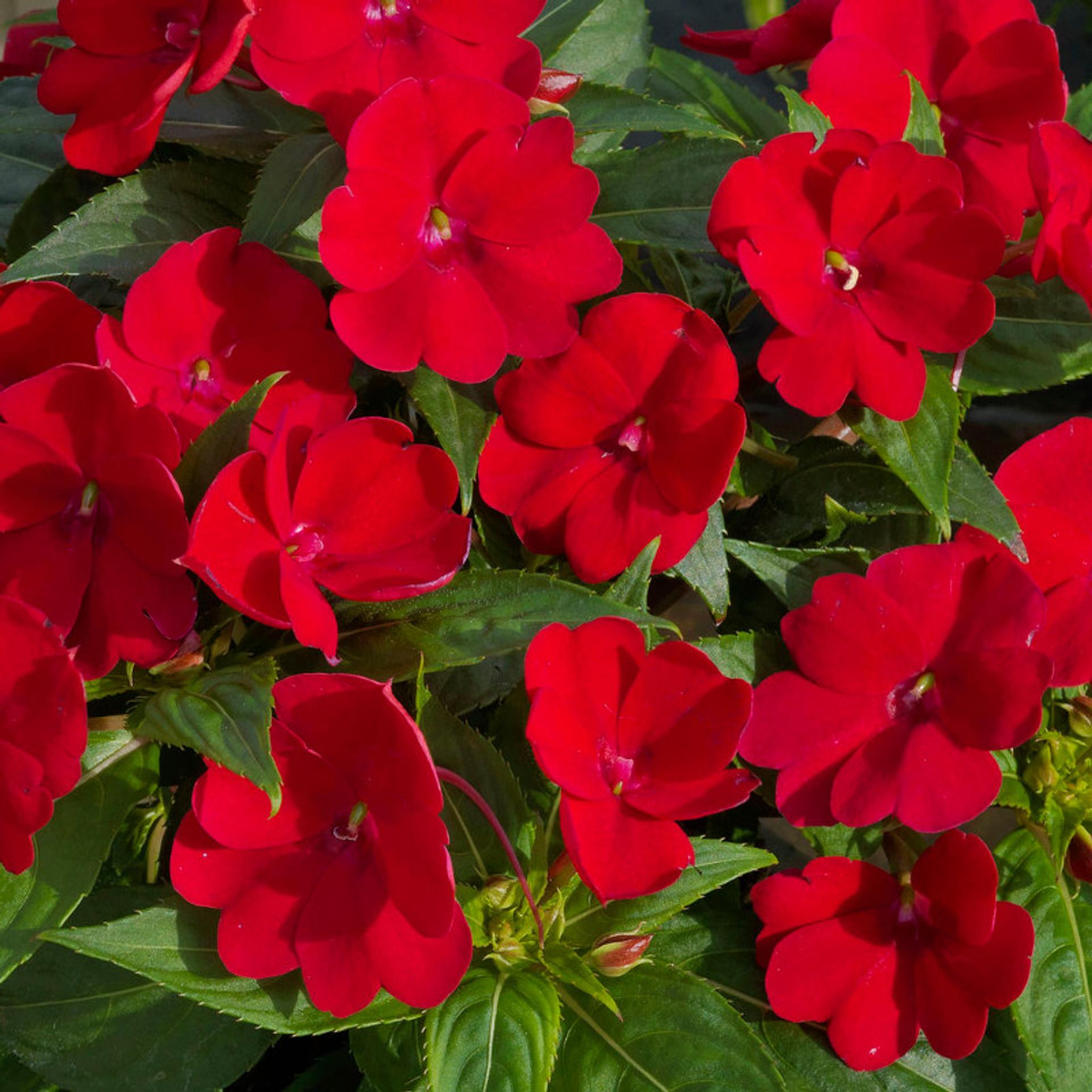 Impatiens Sunpatiens Compact Deep Rose - View 4 from www redcrocus com
