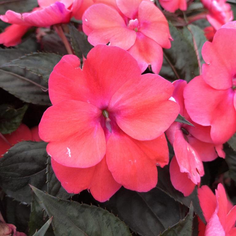 Impatiens Sunpatiens Compact Deep Rose - View 5 from www redcrocus com