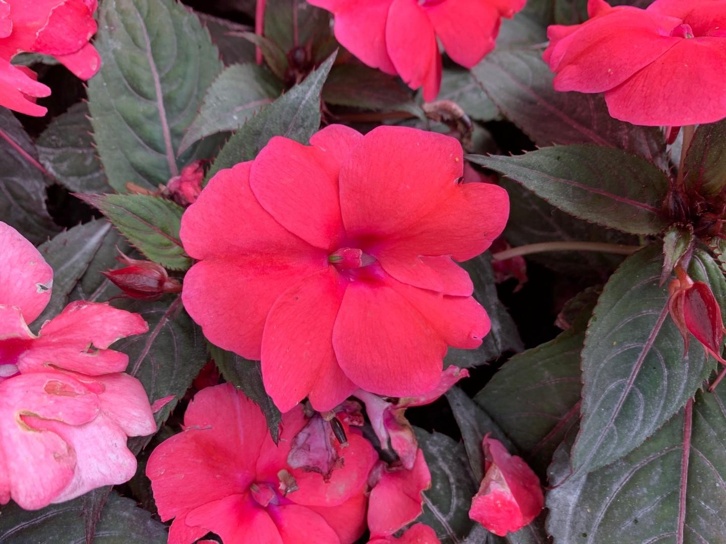 Impatiens Sunpatiens Compact Deep Rose - View 6 from www redcrocus com
