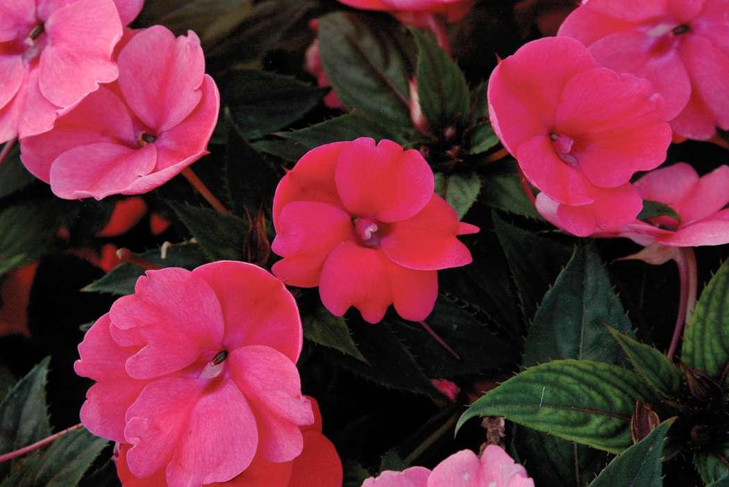 Impatiens Sunpatiens Compact Deep Rose - View 7 from www redcrocus com