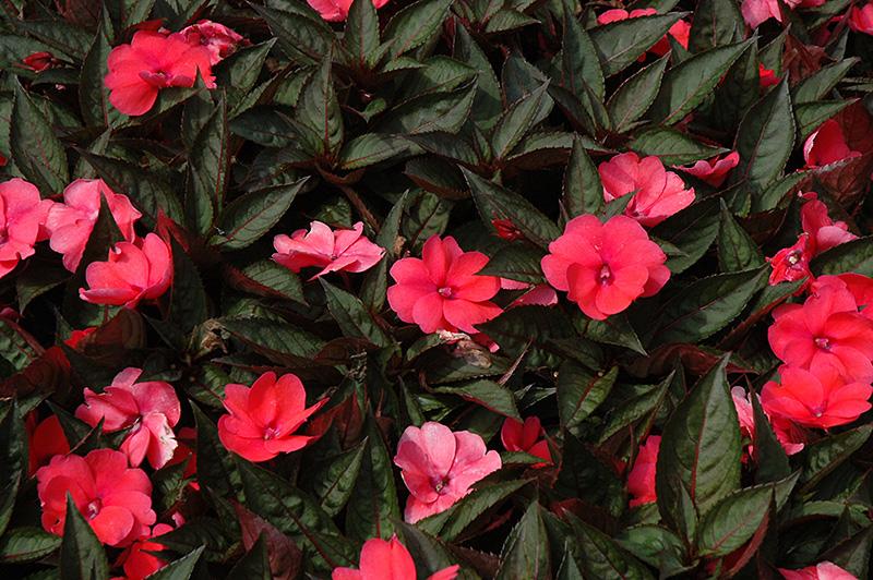 Impatiens Sunpatiens Compact Deep Rose - View 8 from www redcrocus com