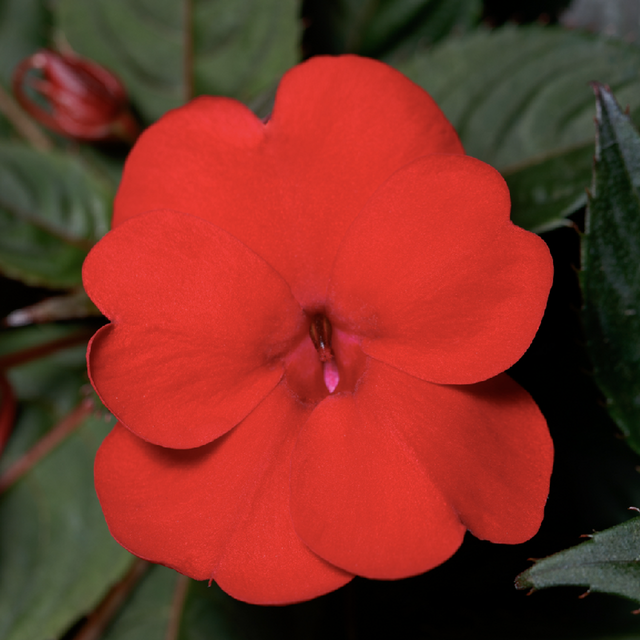 Impatiens Sunpatiens Compact Deep Rose - View 9 from www redcrocus com