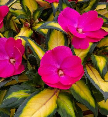 Impatiens Sunpatiens Compact Electric Orange - View 10 from www redcrocus com