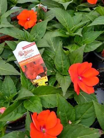 Impatiens Sunpatiens Compact Electric Orange - View 11 from www redcrocus com