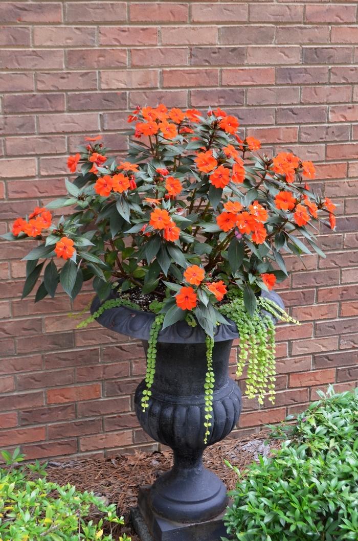 Impatiens Sunpatiens Compact Electric Orange - View 12 from www redcrocus com