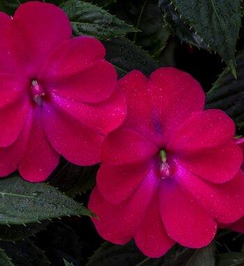 Impatiens Sunpatiens Compact Electric Orange - View 14 from www redcrocus com