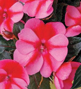 Impatiens Sunpatiens Compact Electric Orange - View 15 from www redcrocus com