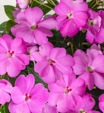 Impatiens Sunpatiens Compact Electric Orange - View 16 from www redcrocus com