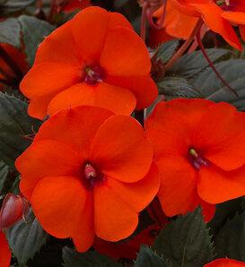 Impatiens Sunpatiens Compact Electric Orange - View 17 from www redcrocus com