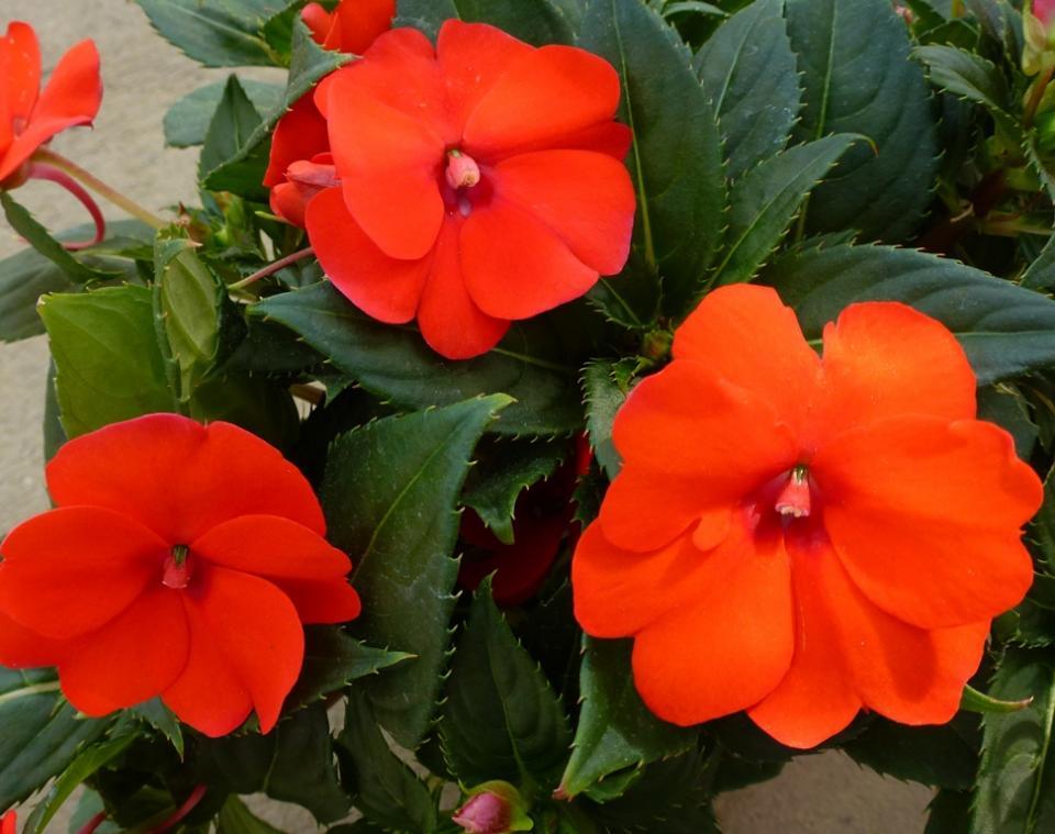 Impatiens Sunpatiens Compact Electric Orange - View 2 from www redcrocus com